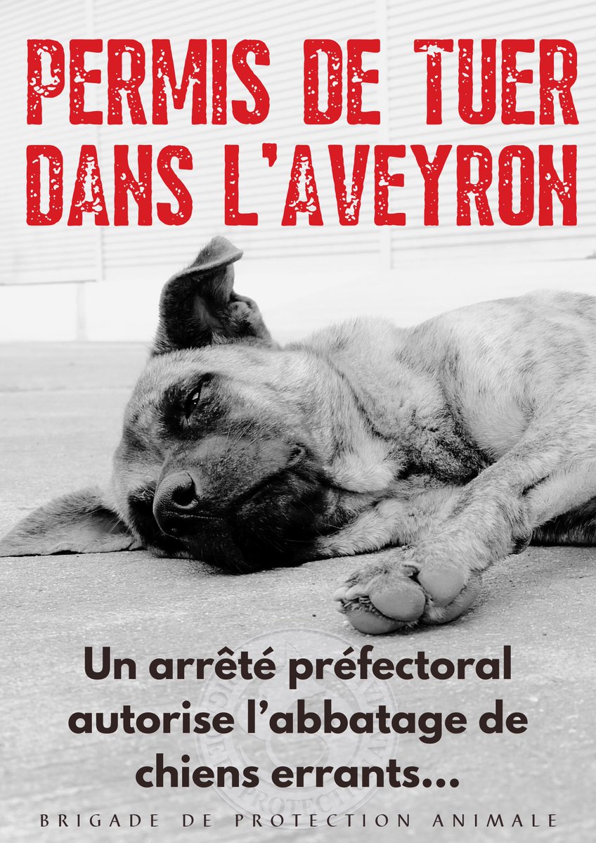 FilFrance's tweet photo. Les #chiens errants, divagants pourront être #abattus dan l'#Aveyron suite à un arrêté préfectoral
Un véritable scandale combattu par les associations de protection animale https://t.co/ongCUWKH95