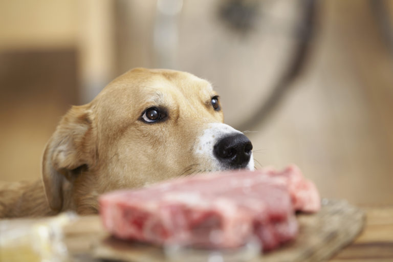 DaondorolaDo's tweet photo. ⛔ Attention ⛔

 La viande et l’os de chien ne soignent pas la drépanocytose

Une affirmation circule sur TikTok, prétendant que la consommation régulière de viande de chien et d’os de chien calciné peut guérir la drépanocytose. C’est faux. 

  👉https://t.co/CuEmNYg8FH
#lwili https://t.co/L6mKyDBjl3