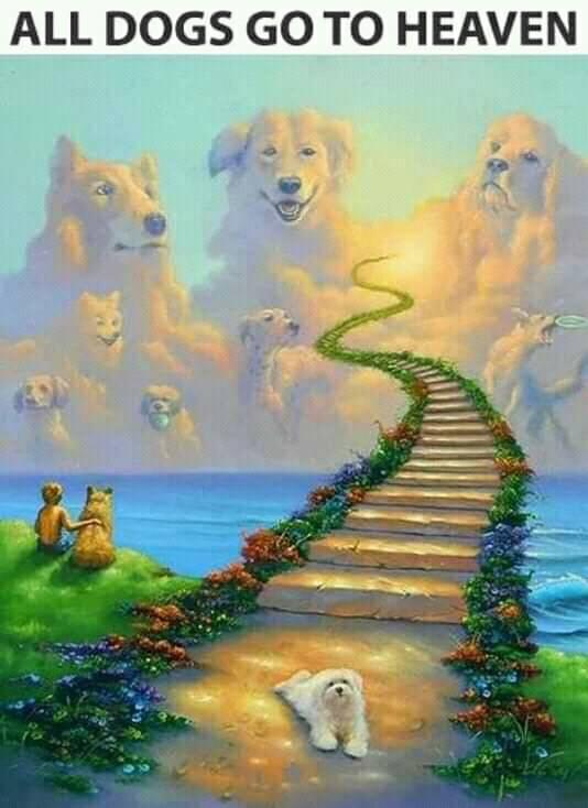 DogLovers03's tweet photo. They deserve it more than we do https://t.co/DIN3ECBXWB