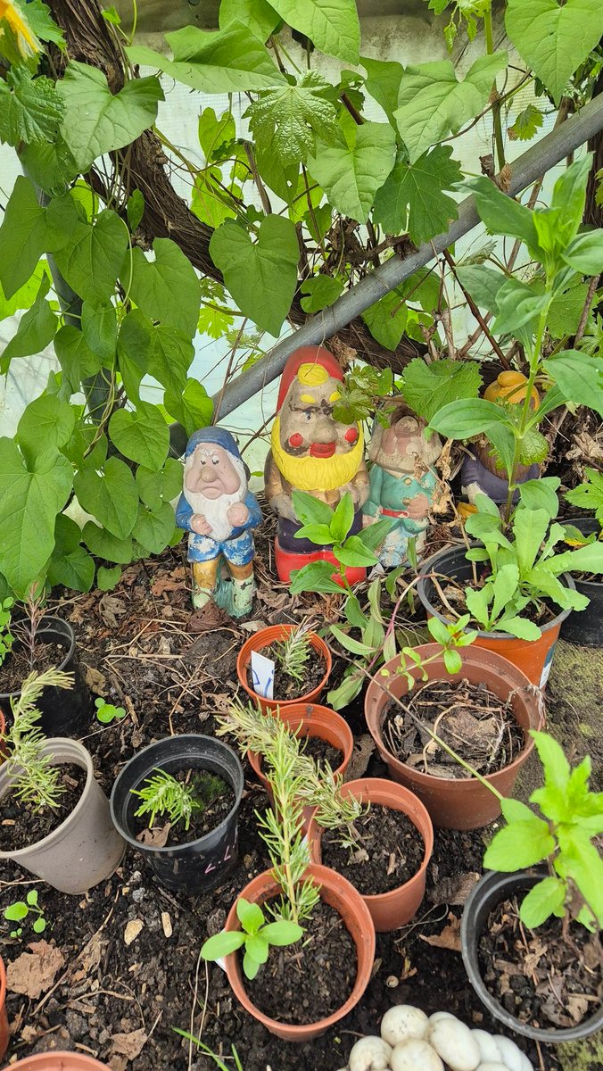 A visit to Windmill Community Gardens this afternoon 😀
We got involved in pricking seedlings, admired the beetroot coming through, which we planted, and spotted the gnome we painted last year still going strong 💪
We love the benefits of gardening #socialprescribing #community