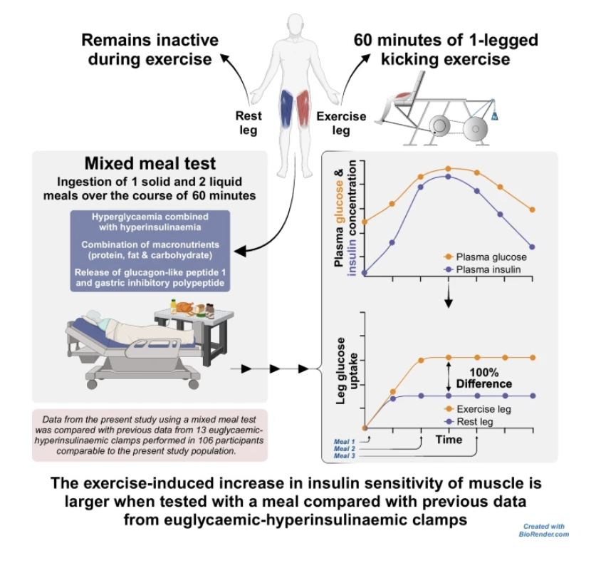 Voldstedlund et al show that the #exercise-induced increase in #InsulinSensitivity of muscle is amplified when tested with a meal compared with previous data from euglycaemic–hyperinsulinaemic clamps. @proferikrichter @nexsku tinyurl.com/377e8cc6 🔓