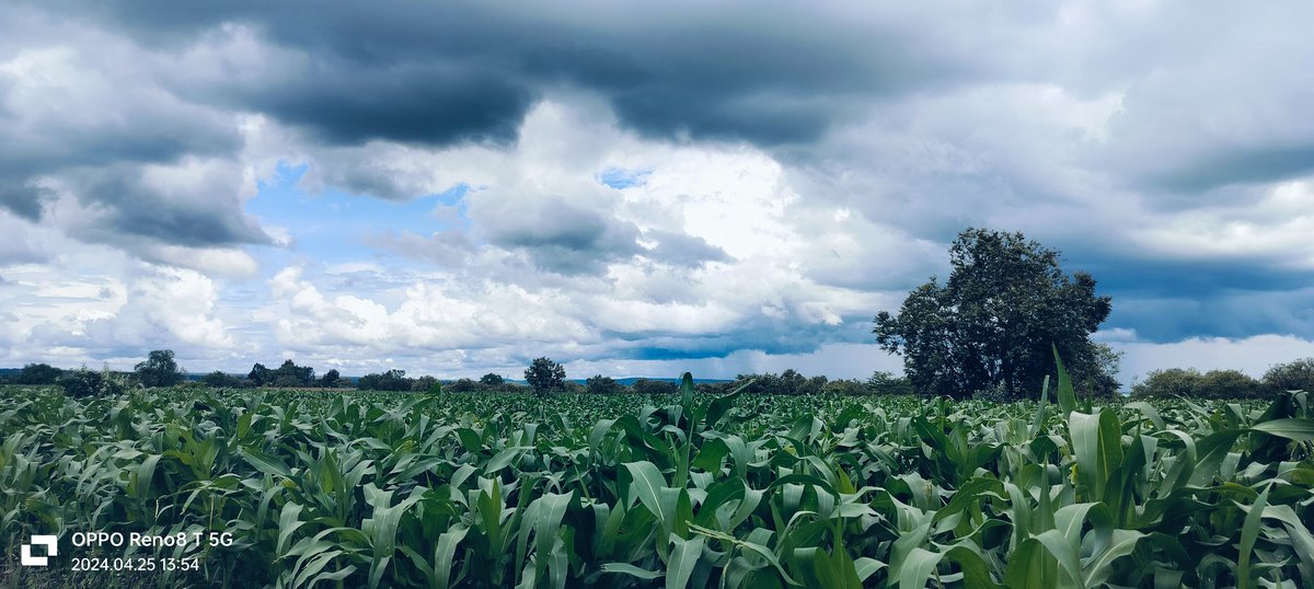 Visionist11's tweet photo. The corn is giving 🤗 https://t.co/N8iDA0wD5F