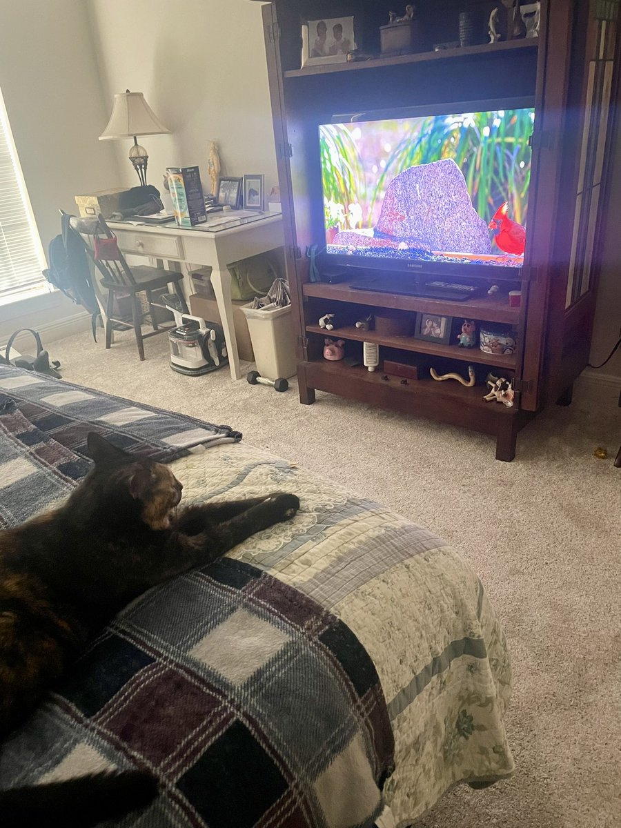 @weskrantz Bingo’s watching CatTV while we’re at work. I’m sure she’ll be exhausted from it and deep into a nap when we get back.