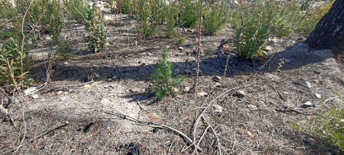 La falta de pluges, afecta directament la regeneració arbrada. Res verd baix les zones cremades, els ferits s'assequen, els joves també. Sols a xicotets racons queden uns pocs "fills", dels arbres de les serres abans vigoroses.
Cada arbre que es perd, costarà molt de recuperar!