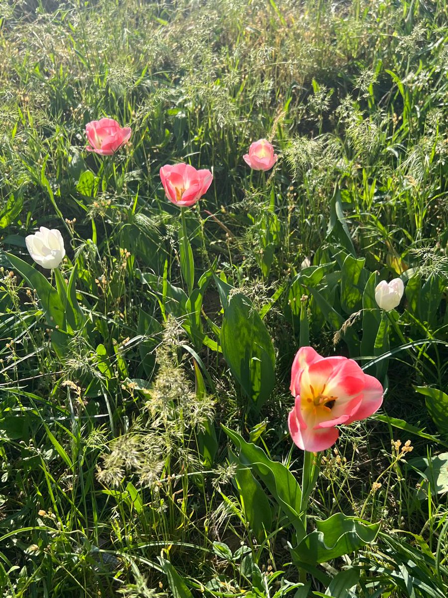 Very fruitful discussion on Heart Failure Guidelines implementation in Kalmykia, a land of Buddhism, hearted people, endless steppes, wild tulips and Saiga antilopes.