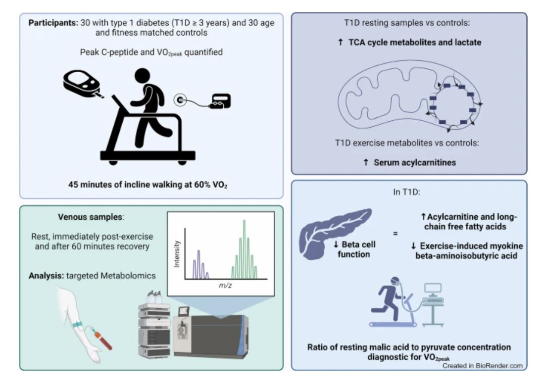 Metabolomics identifies a unique aerobic exercise metabolic phenotype in type 1 #diabetes with diagnostic potential for maximal aerobic capacity. Research by @Roberts_Lab, @guystu, @HNERC_NclUni, @nucDIABETES @LeedsMedHealth #T1D #Metabolomics tinyurl.com/2vy46erp 🔓