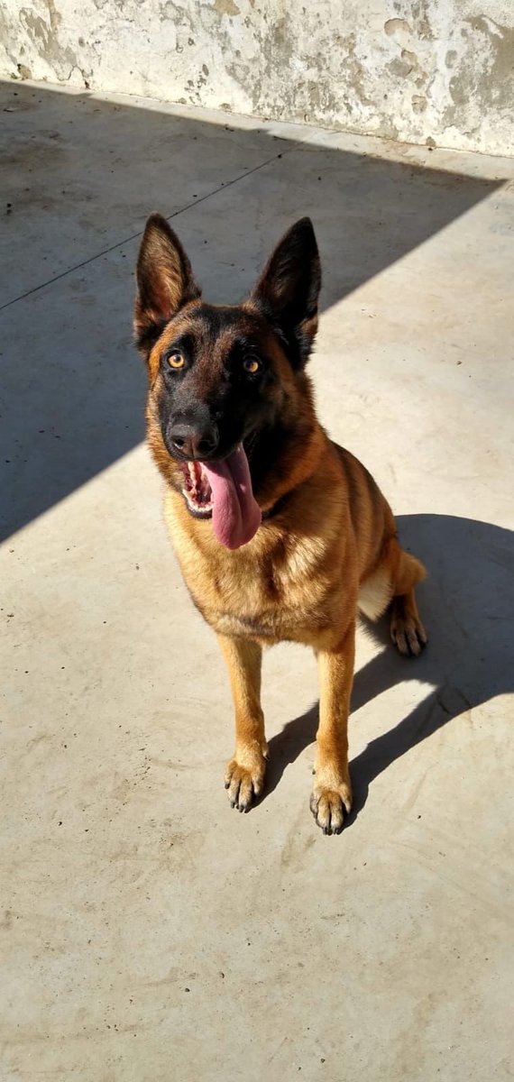 policia's tweet photo. Esta preciosidad es Bibi, es una pastor belga malinois, tiene un año y medio y busca familia porque se jubila

Nos tiene enamorados su cara de pillina🐶y que es un torbellino de amor🩷

Para adoptarla, debes de rellenar este formulario⤵️
https://t.co/W83W1FNC8z https://t.co/cdz1mL88xP