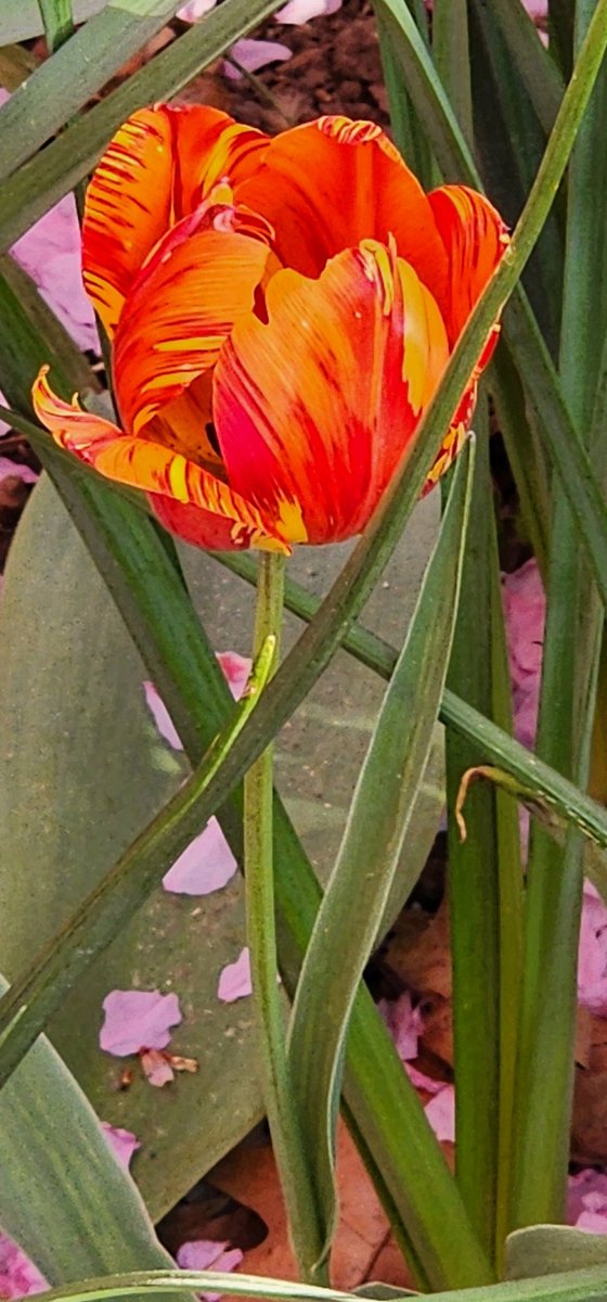 RoseleneDolce's tweet photo. Colorful Tulips 🌷 

#Spring #Flowers #Tulips
#SignsofSpringNYC https://t.co/go4UN2GFBH
