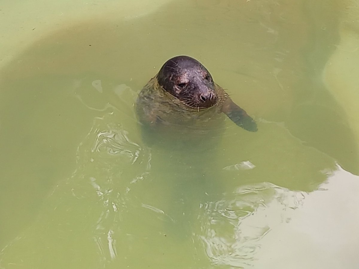 Mablethorpe seal sanctuary on the the 25/4/2024.