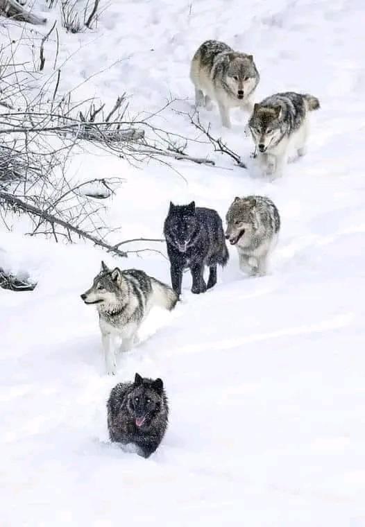 Great Photography
#WOLFHOWLHARMONY #wolfshen #wolfyokoutdoors #WOLFBETWIN #WOLFPACK #wolffurry #WolfWednesday