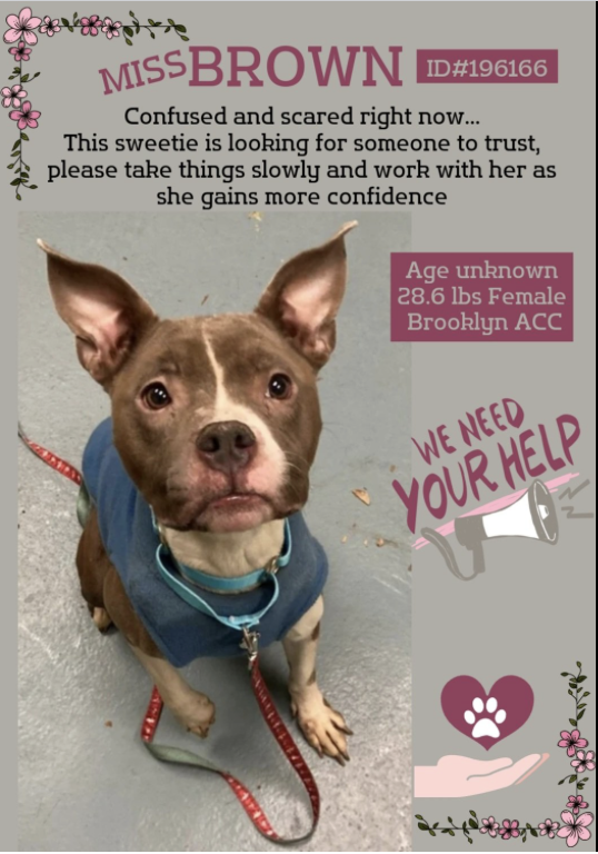 🎉 Great news Miss Brown❤ has been Reserved 🎉 Big thank you to everyone for your Shares Rts and pledges 🙏🐾😇 Happy Days Miss Brown 🎉 Please wait for notification off @TAPNYACC or Pulling rescue before honoring pledges Thank you 🙏🐕❣