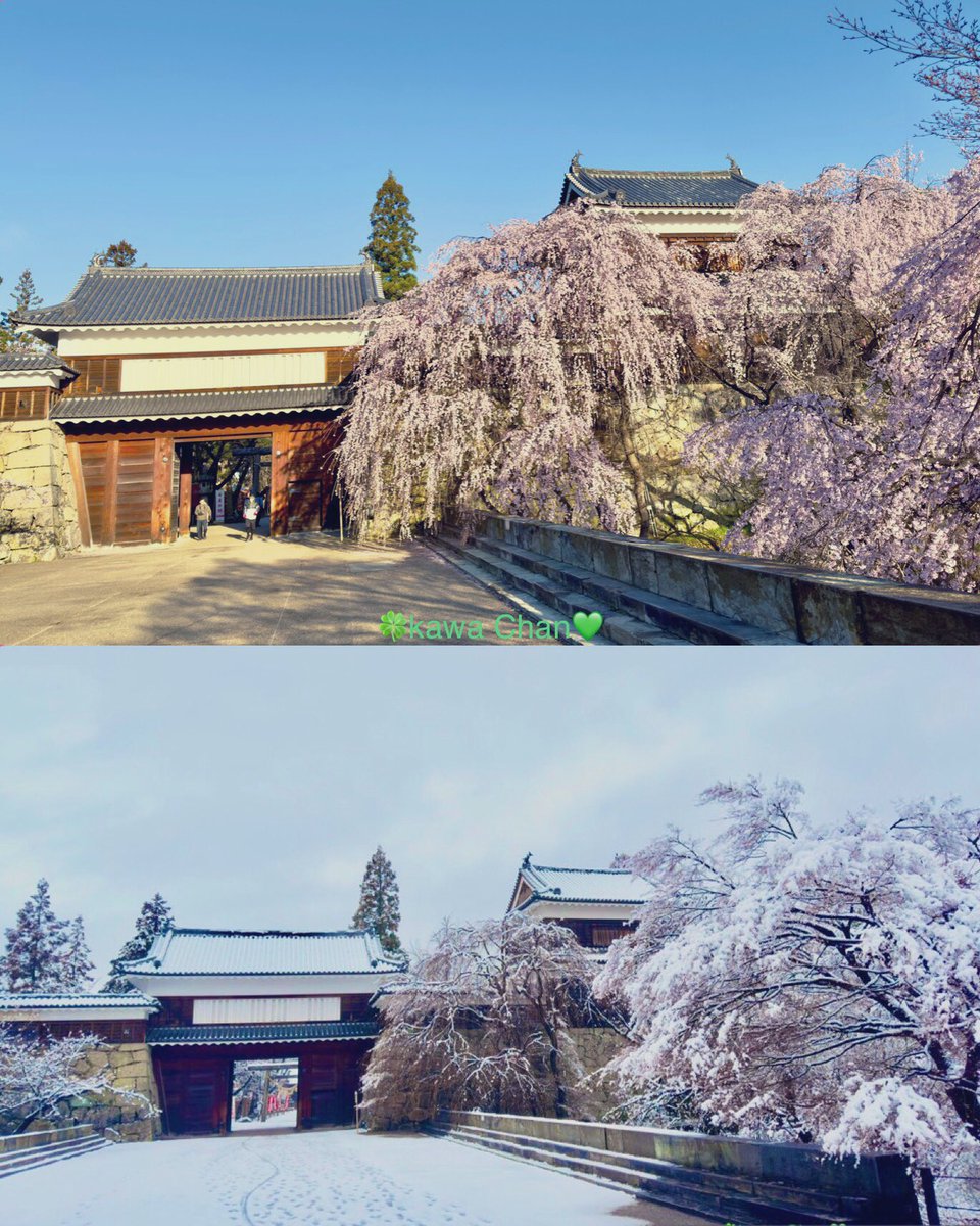 ４月２６日(金)おはよう御座います

４月の枝垂れ桜🌸　３月の雪景色の対比を

　　　組み合わせてみました

来年までが待ち遠しいです

来週　月　水　金　お楽しみに

#photograghy  #ファインダー越しの私の世界ᅠ