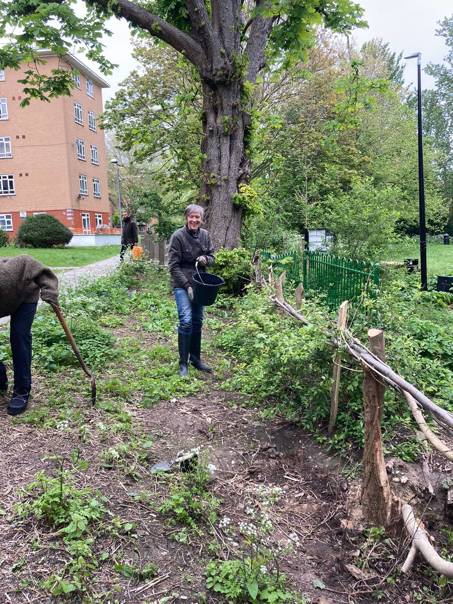 3 volunteers spent their lunchtime today planting the 50 hedging whips kindly donated to us by <a href="/TCVCroydon/">TCV Croydon</a>. These were used to plug any gaps in the hedge we laid last month (which, incidentally, is starting to sprout magnificently!) #dkhwood #se5 #camberwell