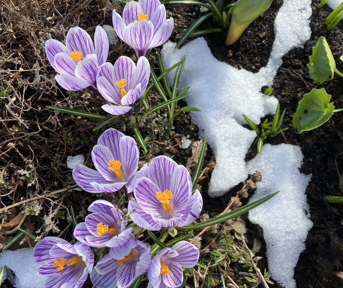 Nopeasti sipulikukat ja laulurastas taas uskoivat, että #takatalvi on ohi. Kuva on eiliseltä, tänään krookukset (vai sahrameitako ne ovat) pysyivät nukuksissa, kun oli pilvistä ja kylmää. #kevät #puutarha