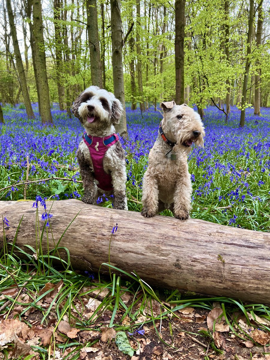 Bobsters Belated Birthday Bluebell Bimble #BBBBB ….. ❤️