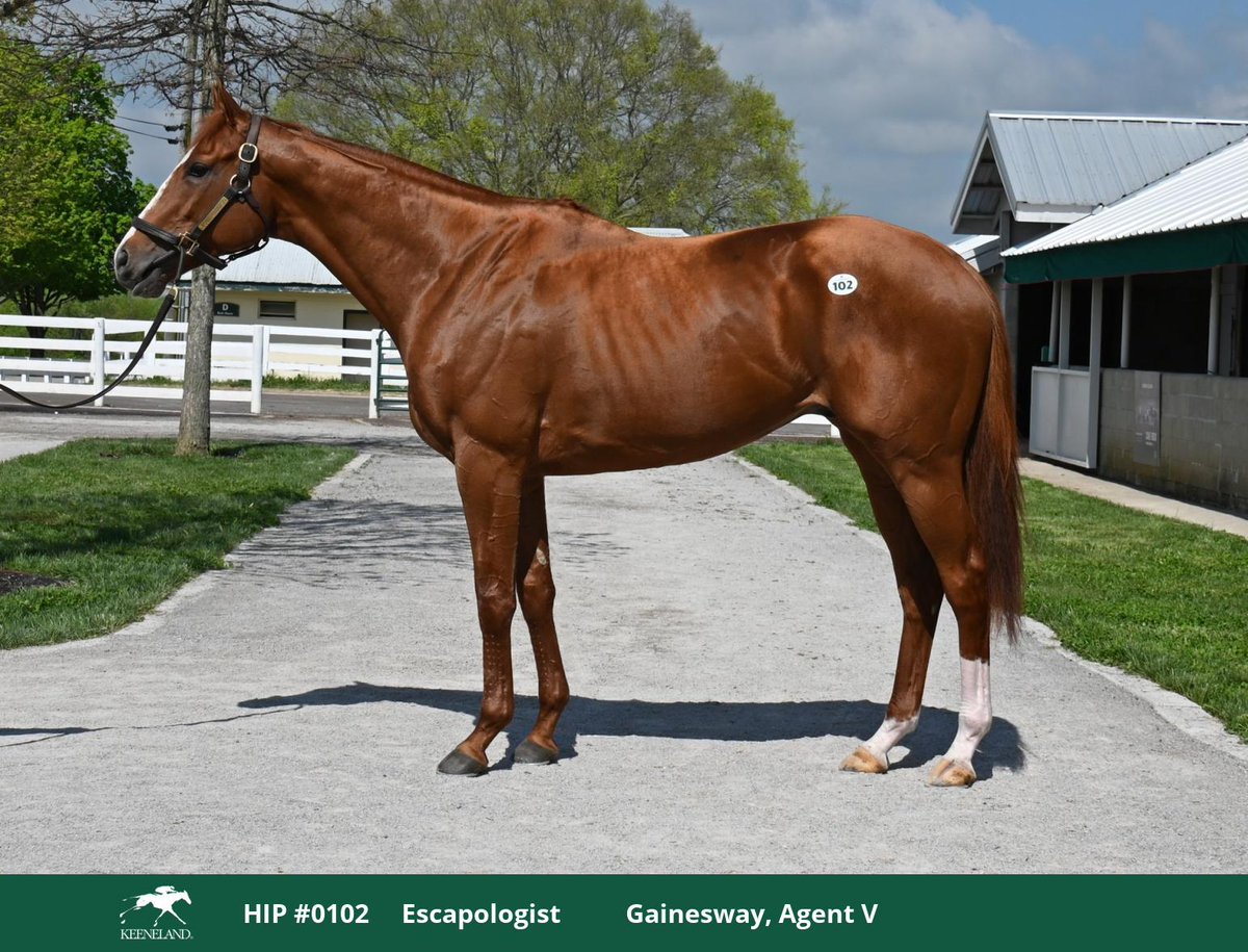 Tomorrow 👀 at #KEEApril is HIP 102, ESCAPOLOGIST 🕵 A 4-time winning #GoodMagic colt recently won an Oaklawn Park AOC on 3/30. The 4YO is out of a full sister to MG1W Belle Gallantey and has finished in the top 3 in 3 of 4 starts this season. 🌳 - catalog.keeneland.com/catalog/hip/01…