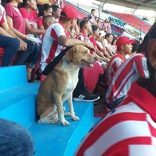 Ellos también tienen derecho de ir al estadio!