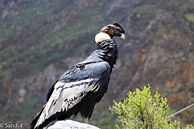 DiarioElPeruano's tweet photo. 📷Dos avistamientos recientes del cóndor andino en Áncash e Ica han generado gran expectación y reavivado la esperanza en la conservación de esta especie vital para el equilibrio de los ecosistemas andinos.

▶️https://t.co/gDdnCDuYM5 https://t.co/i0pbv0LFCU