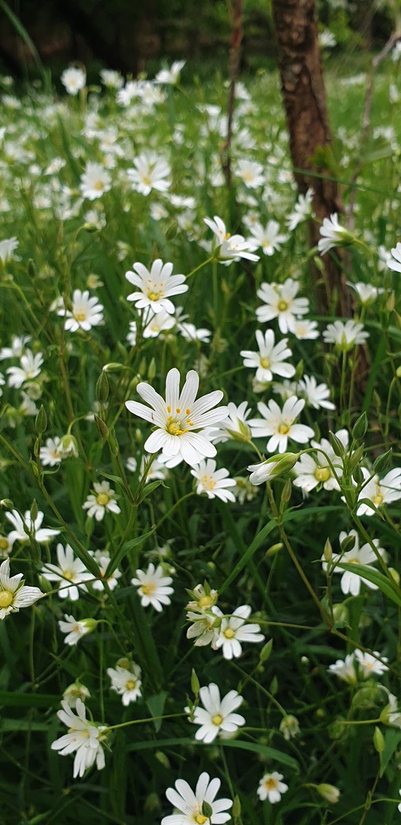 Greater Stitchwort (Stellaria holostea), isn't it just stunning? It's a larval foodplant of a host of moths including the nationally scarce Cloaked Carpet moth, and provides an early nectar source for pollinators. #wildflowers #nomow @BSBIbotany