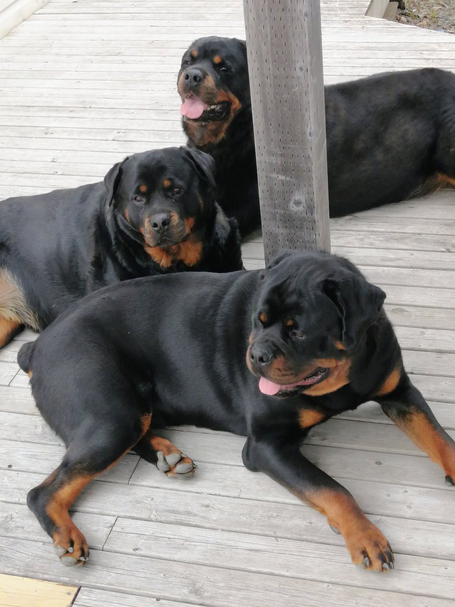 JamesLe28908935's tweet photo. Happy Practice Friday from the Funweilers Sherman Daisy and George. Just chillin ๐พ๐พ๐๐พ๐พ๐ผ๐ฉท๐พ๐พ๐ฉต#Sherman #Daisy #George#Rottweilers #PracticeFriday #everydayalittlefun https://t.co/df9adyIGON