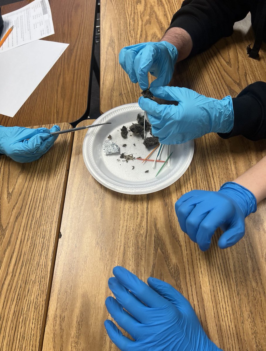 BHenry2020's tweet photo. FUN dissection day in KC biology land to kick off our dissecting season! Owl pellets it is…it’s been fun seeing the classes morph into little peleos to try and discover what their owl ate and couldn’t fully digest!🦉🧬🤔🐁 #lunchpost @KleinCollins @KleinISD https://t.co/Cesb8e2pxy