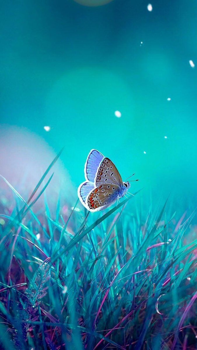 AnaStipo1's tweet photo. 🦋🦋🦋🦋 https://t.co/DzTE5JvVyY