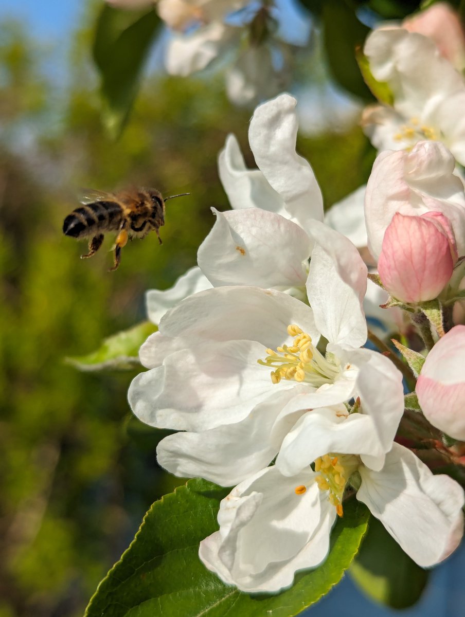 Bee & Blossom. a perfect match!
🌿 🤍✨🐝 🌿 🤗
#InsectThursday #Flowers #gardening