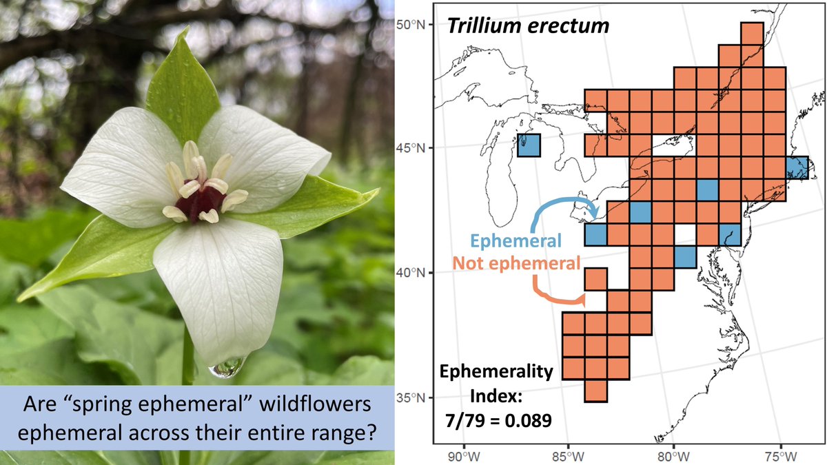 Botanical Society of America (@botanical_) on Twitter photo Evaluating the definition & distribution of spring ephemeral #wildflowers in eastern N. America
New #AJB research by @abby_june24, @benrleaf, Sara Kuebbing, Howard Neufeld, <a href="/myshellspicer/">Michelle Spicer, PhD (she/her)</a> & <a href="/jmheberling/">Mason Heberling</a>
doi.org/10.1002/ajb2.1… #botany #biodiversity <a href="/wileyplantsci/">Wiley Plant Science</a> <a href="/WileyEcolEvol/">Wiley Ecology & Evolution</a> Evaluating the definition & distribution of spring ephemeral #wildflowers in eastern N. America
New #AJB research by @abby_june24, @benrleaf, Sara Kuebbing, Howard Neufeld, <a href="/myshellspicer/">Michelle Spicer, PhD (she/her)</a> & <a href="/jmheberling/">Mason Heberling</a>
doi.org/10.1002/ajb2.1… #botany #biodiversity <a href="/wileyplantsci/">Wiley Plant Science</a> <a href="/WileyEcolEvol/">Wiley Ecology & Evolution</a>