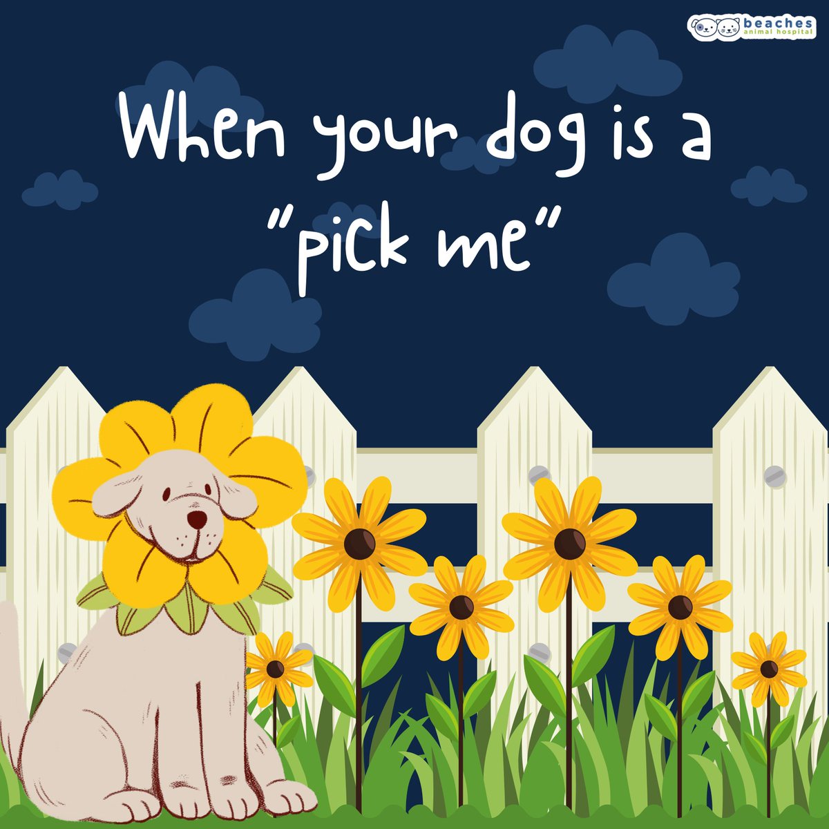How far will your dog go to get your attention? Tell us in the comments! 🐶🌻 #PickMeDog #DogMemes

#love #instagood #cute #pet #petstagram #photooftheday #instamood #adorable #instapet