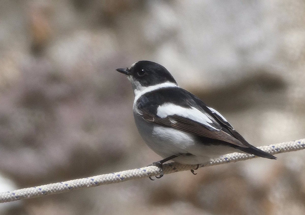 A day of strong WNW winds made for challenging birding, a few birds arrived but overall numbers were down. Alongside the Blue-cheeked Bee-eater the highlights included a Nightjar at Swallow Hollow &amp; the first Black-headed Bunting of the year singing at Koureli <a href="/AntikythiraBird/">Antikythera Bird Obs</a>