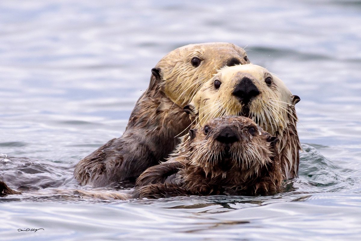 Share/QT your awesome trios, triplets and threesomes for #3sDay!

Otter fam near, Homer, Alaska!