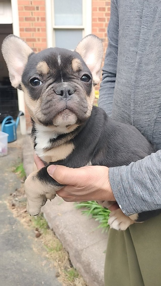 👀4🏡....
instagram.com/bulldogz_by_ra…