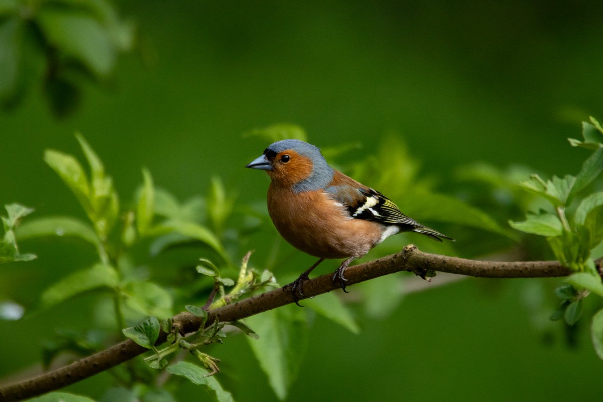 Took the camera out with me on the dog walk round Scone Woods this morning. Linnet, Blackcap, Willow Warbler and a nice male Chaffinch amongst over 30 species seen.  #scottishbirding #perthshirebirds #BirdsOfTwitter #birdphotography #TwitterNatureCommunity #BirdTwitter #birding