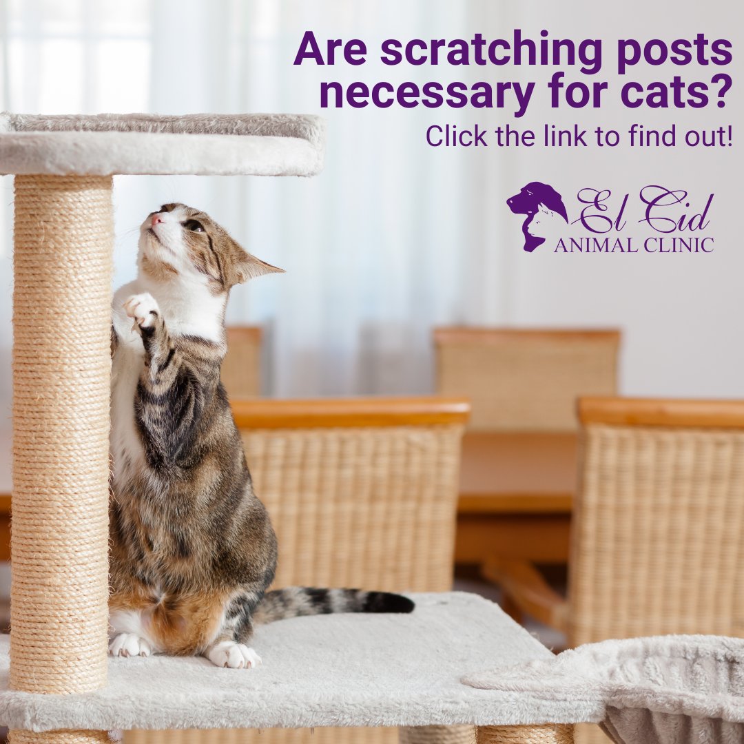 🐈 🐱Scratching posts help your feline friend trim their nails, but are they always good? Click the link to learn more: purrfectpost.com/why-your-cat-n…

#ElCidAnimalClinic #CatCare #CatClaws #ScratchingPost #HealthyCat #LocalVet #DixieHwy #WPB #LocalVetClinic