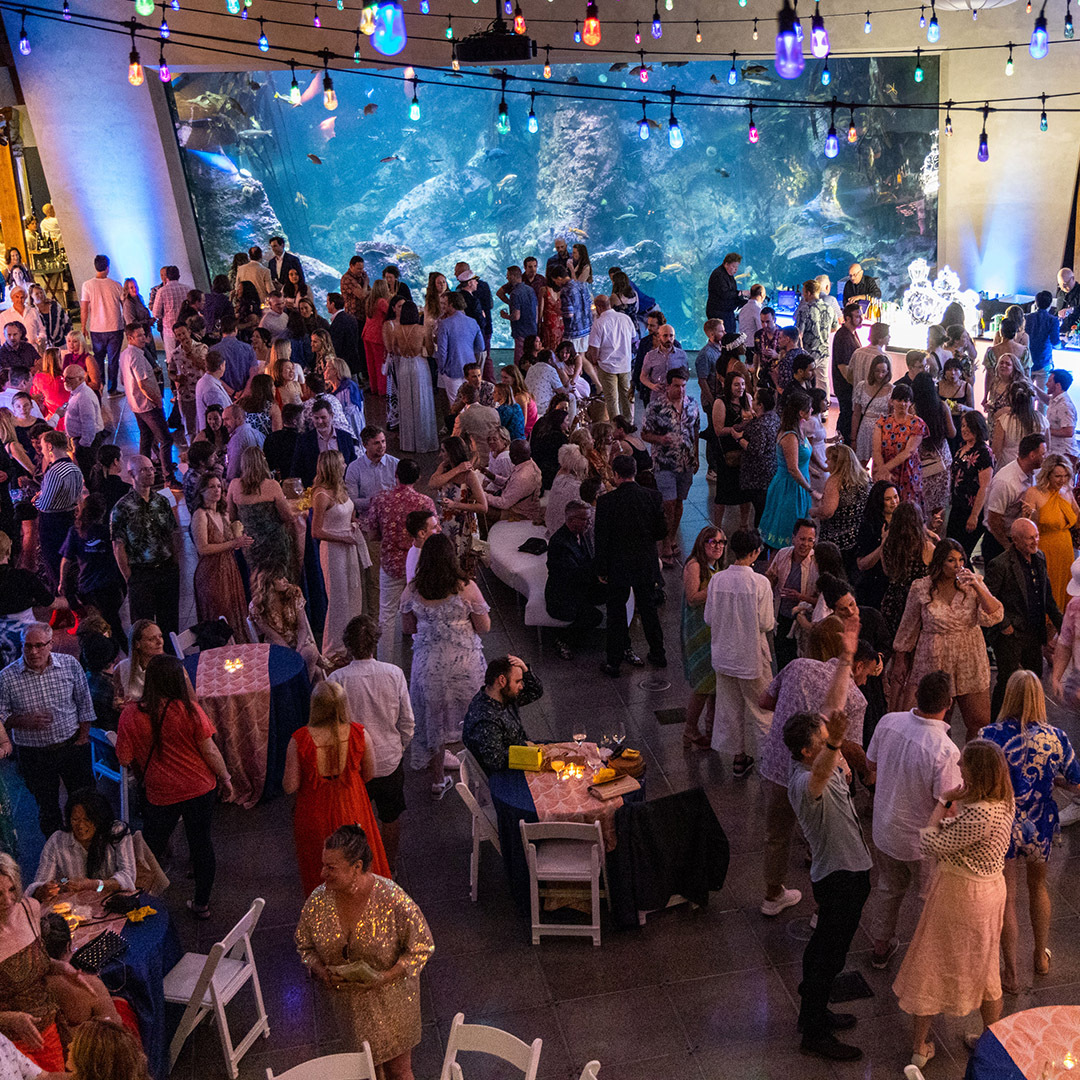 The menu for our Splash! gala: 🐡 Special animal enrichment 🦭 Exclusive tours 🫧 Delicious snacks & sips 🎶 Dancing with KEXP DJ Troy Nelson! 💃 On Friday, June 7! Secure your tickets 👉 seattleaquarium.org/Splash. Help support the Seattle Aquarium! #Splash2024