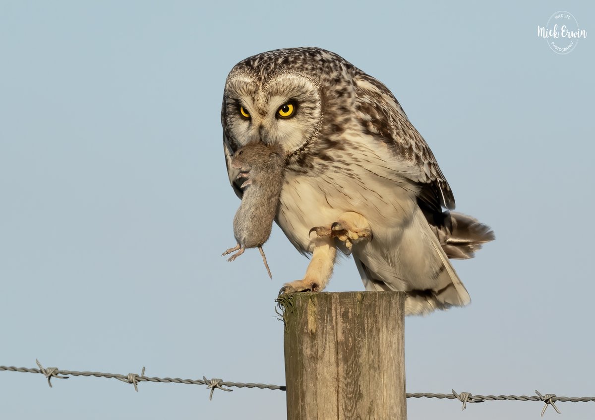 Short Eared Owl With Vole #sonyalpha
#600f4 #sonyphotography #sony #wildlifephotography #nature #sonywildlife #sonyal #bbcwildlifepodt
#naturephotography #bbcspringwatch #bbcwildlifemagazine #owl #seo #vole #shortearedowl #600mm #wild #sonya1