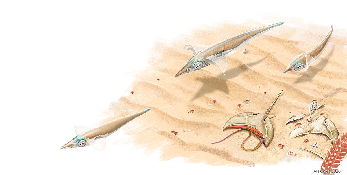 A little seafloor vignette for the birrin book (in progress). Sand darts schooling over the shallows, while mudplates sift the sand for food.