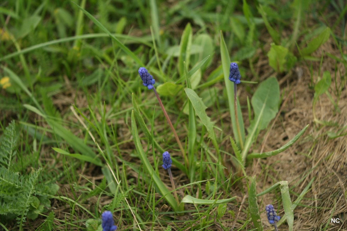 CherryNonFren's tweet photo. Весна. Мышиный гиацинт, фиалка, чистяк и хвощ. 

#canon #industar #50mm #spring #flowers https://t.co/Aw44SWrnCO