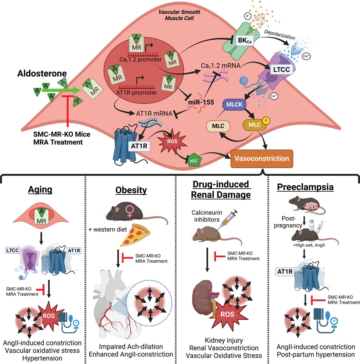 CENTENNIAL REVIEW: Mineralocorticoid Receptors in Vascular Smooth Muscle: Blood Pressure and Beyond ahajournals.org/doi/10.1161/HY…