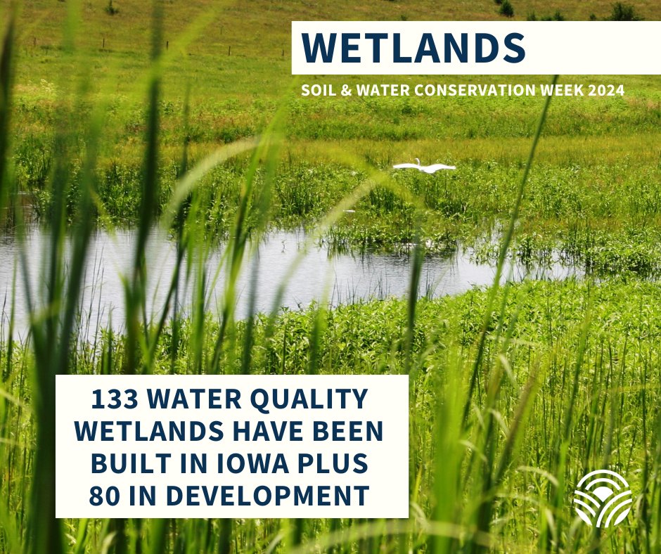 Water quality wetlands slow runoff & remove sediment, nitrates and other materials from the water. To date, 133 water quality wetlands have been built & another 80 are in some stage of development. We are ramping up to our goal - to construct 30 per year! #IowaAg #CleanWaterIowa