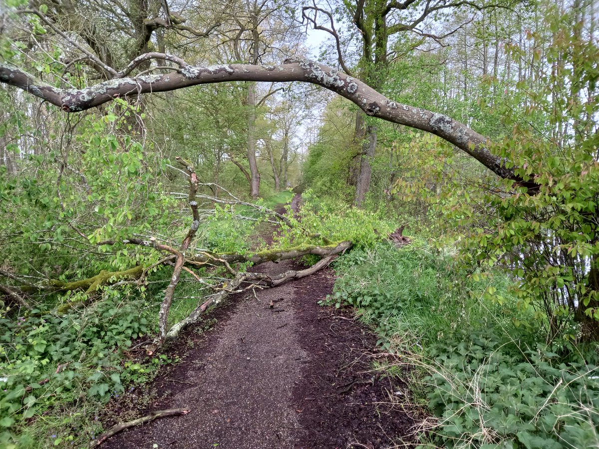 Tjeerd Langhout tweet media