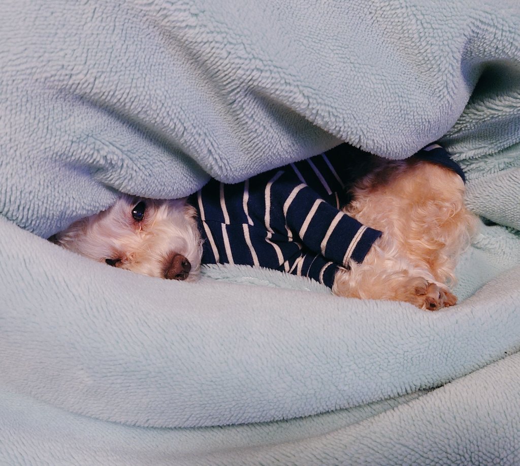 毛布にもぐりこんでぬくぬくスヤスヤ🐶
写真撮ってたら起きちゃった👀

 #マルプー  #ミックス犬  #犬の寝顔  #いぬのきもち  #いぬのいる暮らし