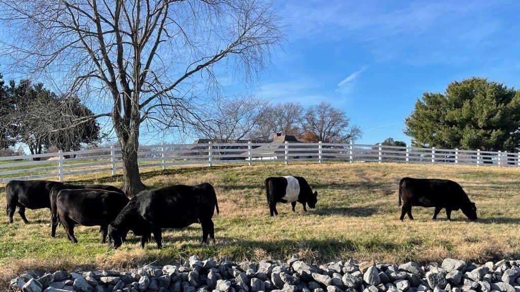 Manure Happens! Nutrient Management Plans are important for environmental sustainability in any livestock operation. Check out Animal Science at @utmartin by @SkyhawkAggie. utm.edu Happy Earth Week!