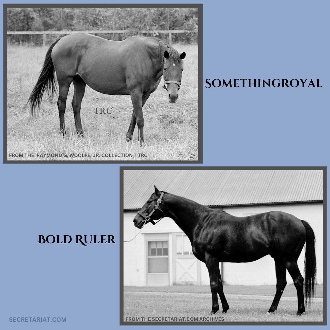 What better combination of genes could a thoroughbred hope to inherit than those that potentially give him Bold Ruler's speed and heart, with [Somethingroyal's sire] Princequillo's guts and staying power? ~Gerald Strine, Washington Post, April 8, 1973
#Secretariat #NationalDNAday