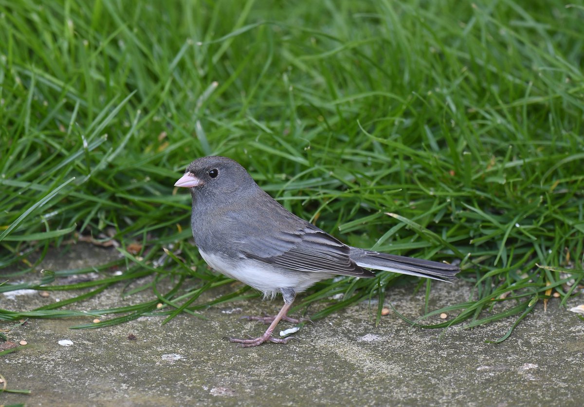 Dark-eyed Junco at Hartlepool this afternoon. Many thanks to Rick and Elis from @waderquest for the loan of the steps so that I could get some photo's from over the fence ! @teesbirds1 @DurhamBirdClub @nybirdnews @BirdGuides @RareBirdAlertUK