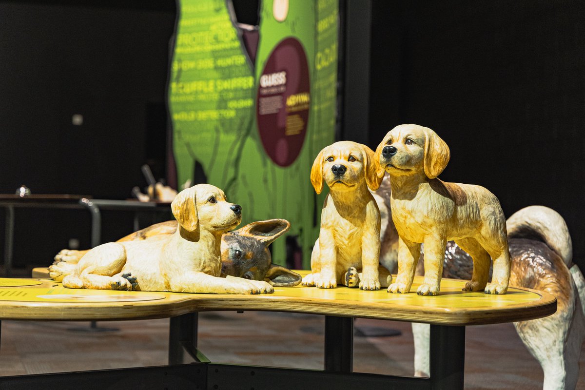 Just ONE MORE WEEK to visit the exhibition Dogs! A Science Tail 🐶 and discover how dogs think and communicate – with each other and with us! 🐾 April 27: Join Canine Companions for service dog training. 🐾 April 28: Join Zoom Room Dog Training for canine enrichment tips.