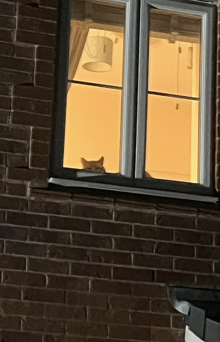 brightspirits_'s tweet photo. I look in peoples windows, like I’m some deranged weirdo https://t.co/OCVXZ5ICY6