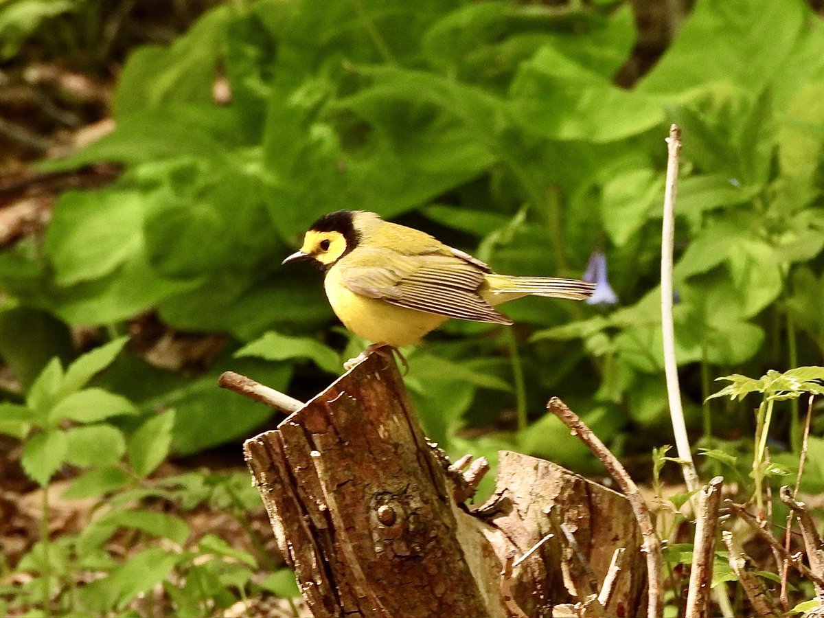 Hooded Warbler Warbler Rock in the Ramble #CentralPark #birdcpp #birding #birdwatching