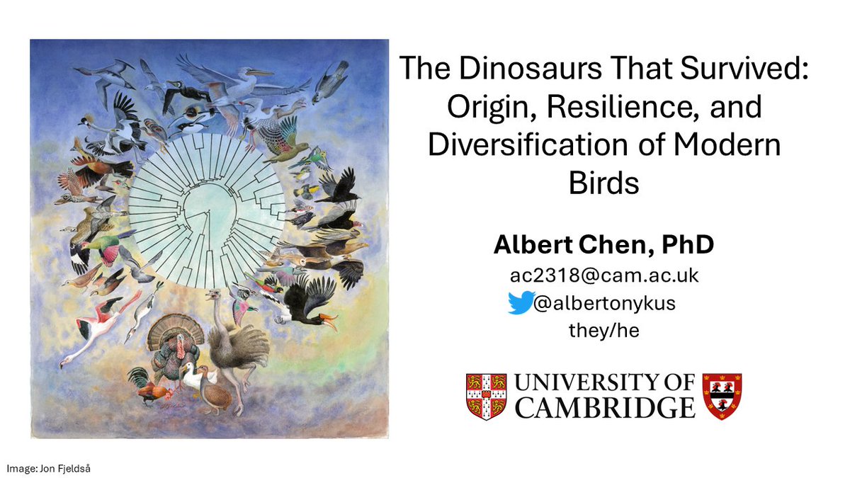 albertonykus's tweet photo. Honored to be one of the speakers at #PaleostreamCon this weekend. Come to my talk if you'd like to hear about the latest discoveries and unanswered mysteries regarding the origins of modern birds! https://t.co/2JiVFUeiS9
