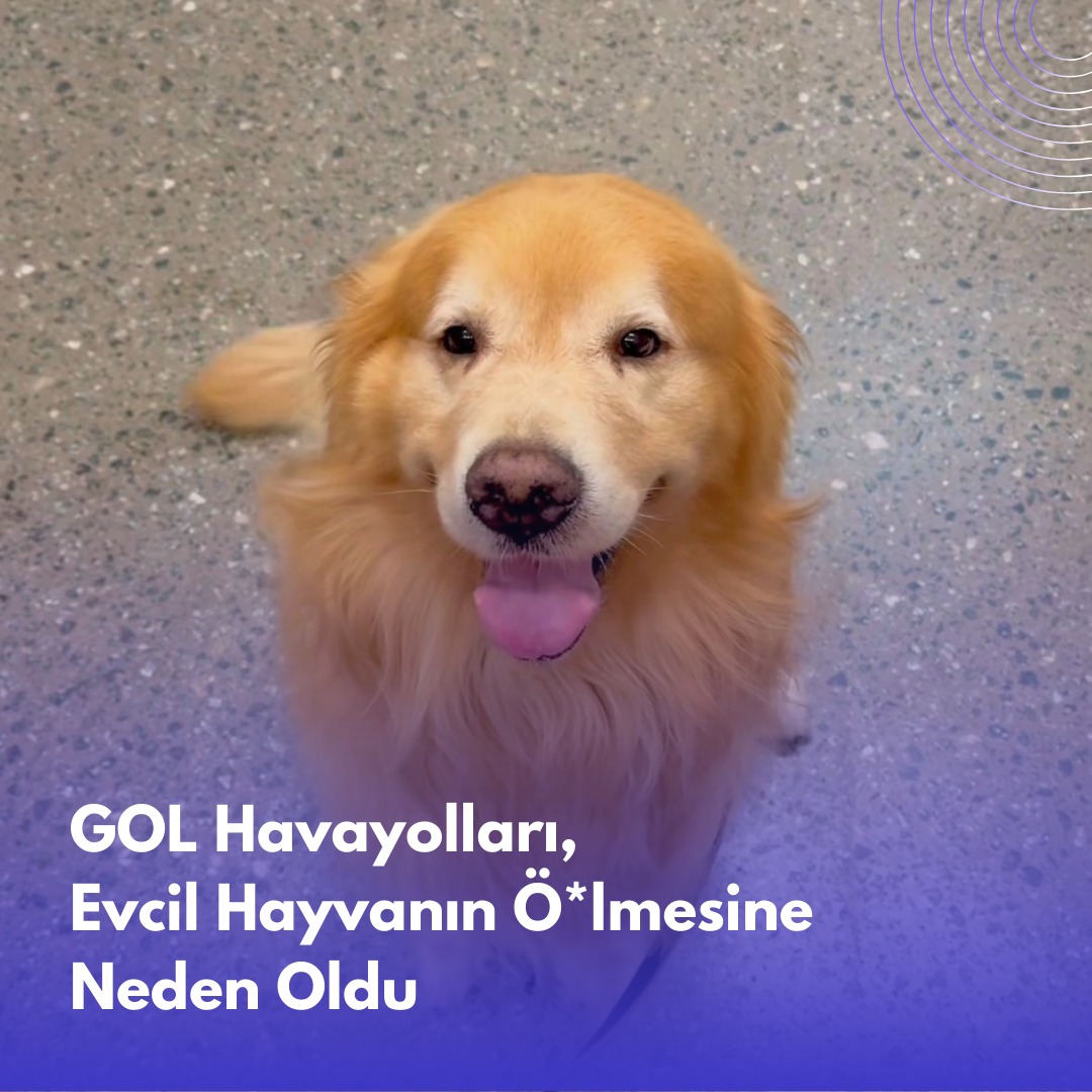 GOL Airlines, 5 yaşındaki Golden Retriever cinsi köpeği, yanlış havalimanına gönderdi, ölümüne neden oldu. Olay, GOL Havayolları'nın Sao Paulo - Mato Grosso do Sul uçuşunda gerçekleşti. Joca isimli Golden Retriever cinsi köpeğin normalde, 2.5 saatlik uçuş için uçak ambarına